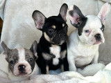 Chiots femelles Bouledogue Français à vendre