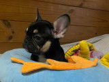 Chiots femelles Bouledogue Français à vendre