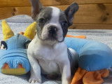 Chiots femelles Bouledogue Français à vendre