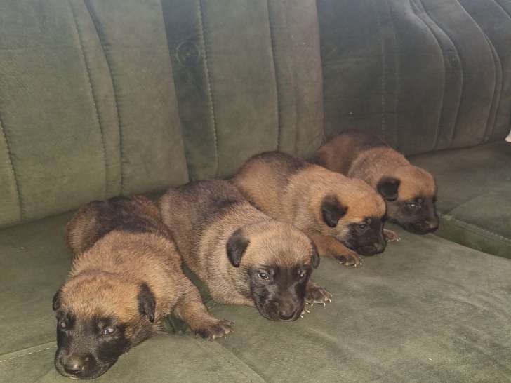 4 malinois disponible
