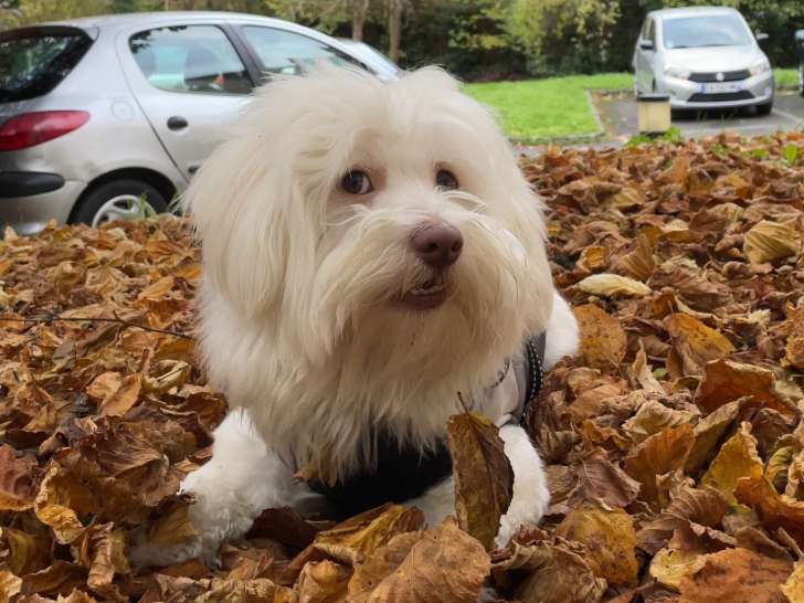 Beau mâle Bichon Maltais disponible pour saillie