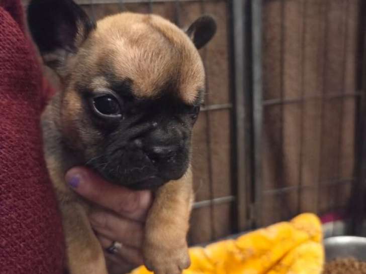 5 chiots Bouledogues Français non-LOF à réserver, nés en octobre 2025