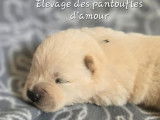 9 chiots Chow Chow LOF à réserver,