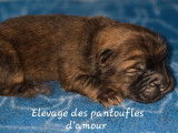 9 chiots Chow Chow LOF à réserver,