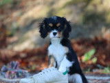1 chiot femelle Cavalier King Charles LOF à vendre, tricolore, née en juillet 2025