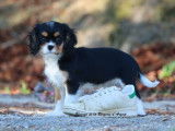 1 chiot femelle Cavalier King Charles LOF à vendre, tricolore, née en juillet 2025