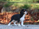 1 chiot femelle Cavalier King Charles LOF à vendre, tricolore, née en juillet 2025