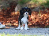1 chiot femelle Cavalier King Charles LOF à vendre, tricolore, née en juillet 2025