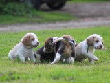 7 chiots Beagles LOF à réserver