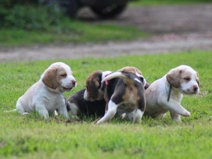 7 chiots Beagles LOF à réserver