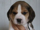 7 chiots Beagles LOF à réserver