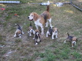 6 chiots Beagles LOF à réserver