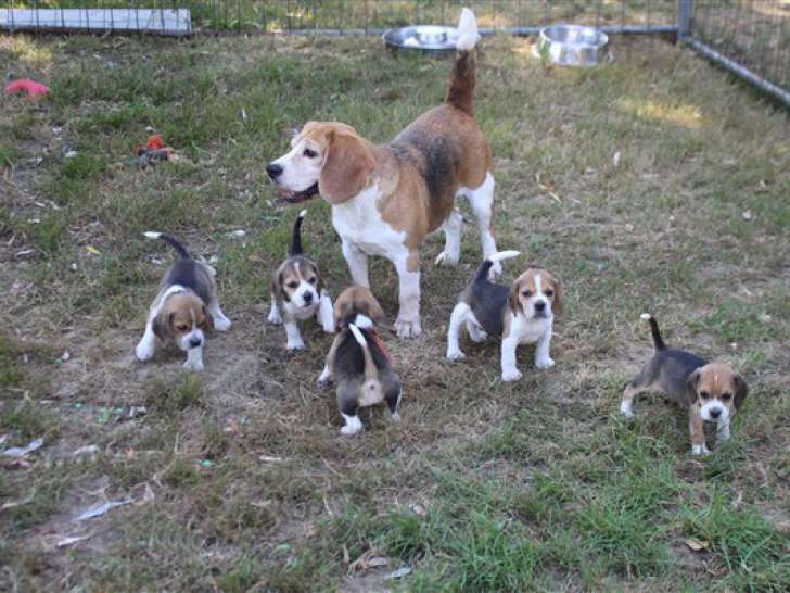 6 chiots Beagles LOF à réserver