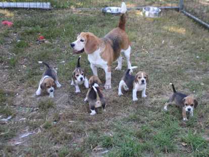 6 chiots Beagles LOF à réserver