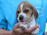 6 chiots Beagles LOF à réserver