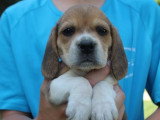 6 chiots Beagles LOF à réserver