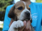 6 chiots Beagles LOF à réserver