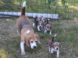 6 chiots Beagles LOF à réserver