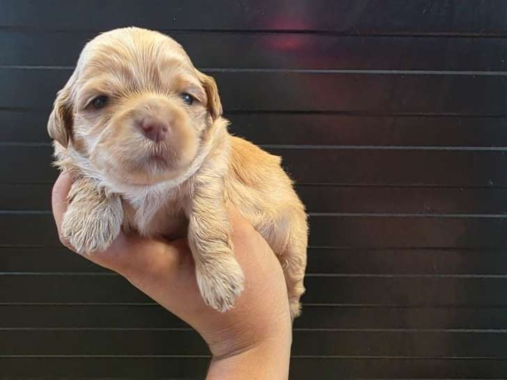 À réserver, 6 chiots Lhassa Apsos LOF