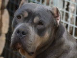 1 chienne American Bully XL LOF &agrave; vendre