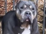 1 chienne American Bully XL LOF &agrave; vendre