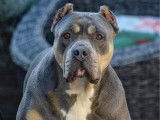 1 chienne American Bully XL LOF &agrave; vendre