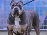 1 chienne American Bully XL LOF à vendre