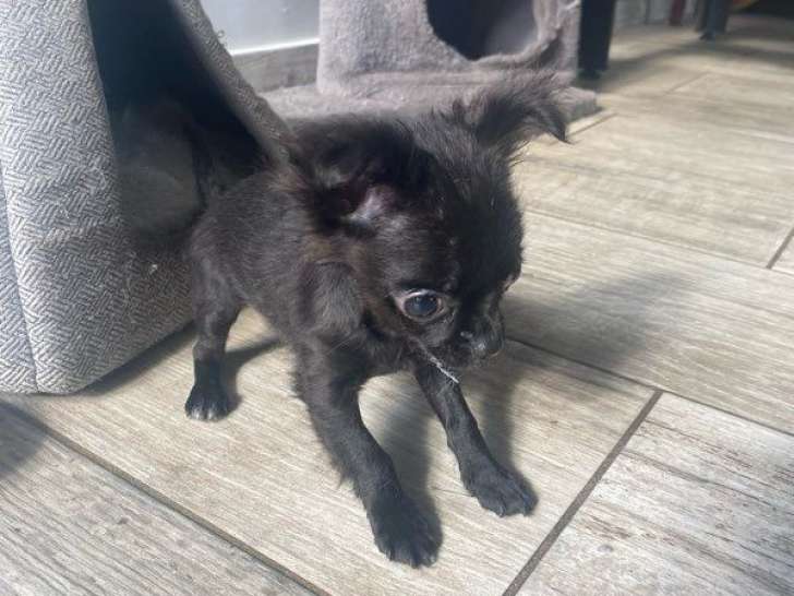 1 chiot Chihuahua mâle LOF de juin 2025 à vendre, poil long