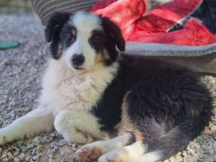 Vente d’un chiot femelle Berger Américain Miniature LOF de juin 2025