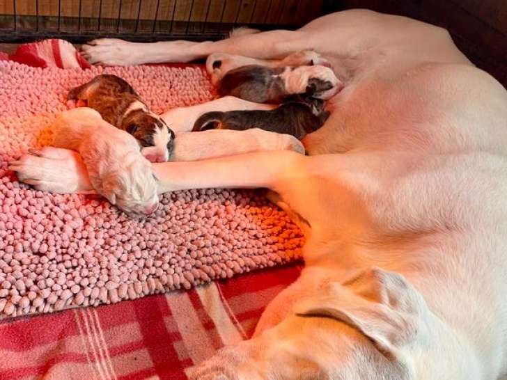 6 chiots Bergers d'Asie Centrale LOF à réserver