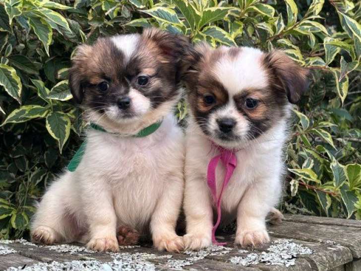 3 chiots femelles Épagneuls Tibétains LOF à vendre