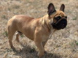 Disponible à la saillie, 1 chien Bouledogue Français LOF
