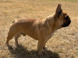 Disponible à la saillie, 1 chien Bouledogue Français LOF