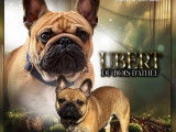 Disponible à la saillie, 1 chien Bouledogue Français LOF