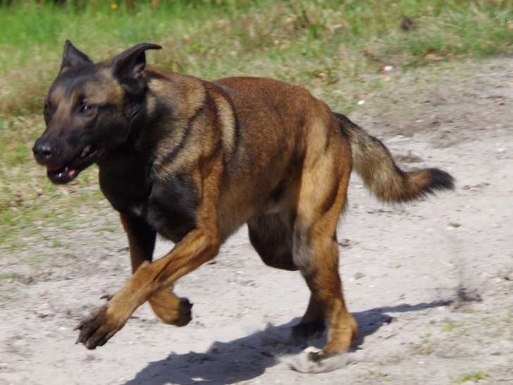 1 chien Berger Belge Malinois LOF à vendre
