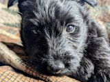 Beaux chiots Scottish Terrier disponibles