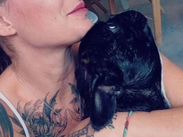 Mâle Bouledogue Français disponible pour saillie