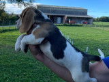 À vendre, 3 chiots femelles Beagles LOF