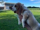 À vendre, 3 chiots femelles Beagles LOF