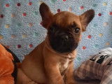 1 chiot Bouledogue Français LOF à vendre, mâle fauve rouge né en août 2025
