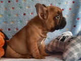 1 chiot Bouledogue Français LOF à vendre, mâle fauve rouge né en août 2025
