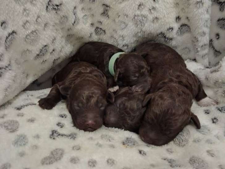 Chiots Lagottos Romagnolos LOF à réserver