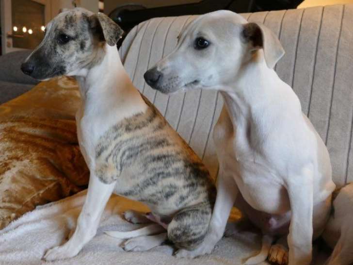 2 chiots mâles Whippets LOF à vendre