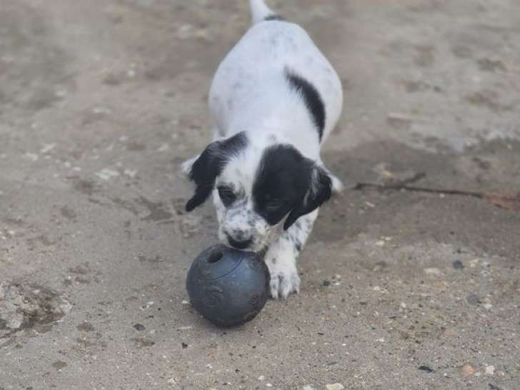 6 chiots Setter Anglais non-LOF à vendre