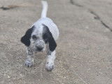 6 chiots Setter Anglais non-LOF à vendre