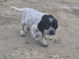 6 chiots Setter Anglais non-LOF à vendre