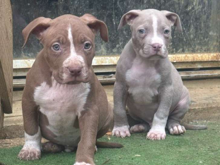 9 chiots American Bully XL à vendre, 7 mâles et 2 femelles nés en août 2025