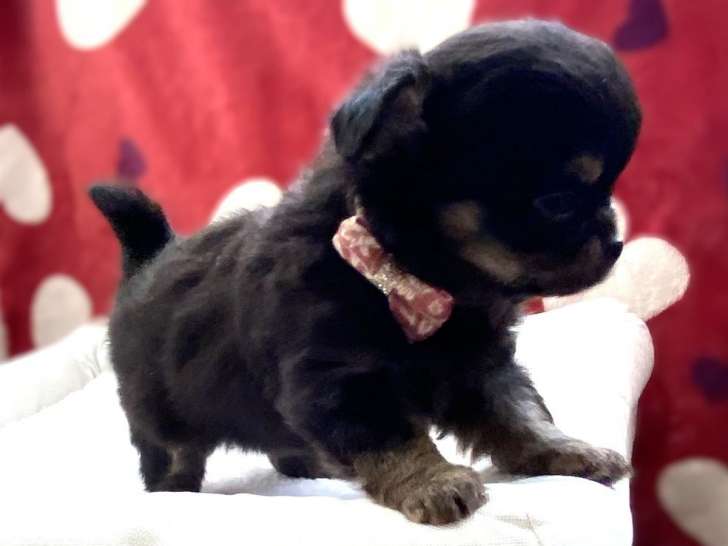 3 chiots Chihuahuas à vendre, non-LOF d'août 2025