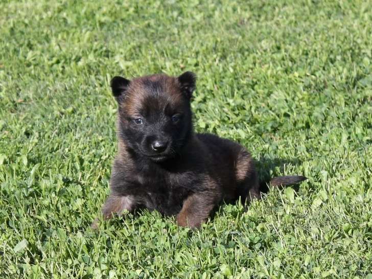 6 chiots Bergers Belges Malinois LOF à réserver