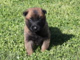 6 chiots Bergers Belges Malinois LOF à réserver